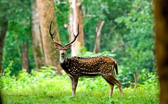 Wayanad Wildlife Sanctuary